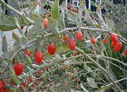 Lycium-barbarum-fruits.JPG