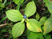 Paris-quadrifolia(vonOben).jpg