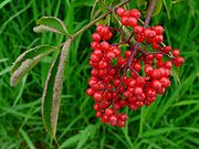 Sambucus callicarpa 14009.JPG